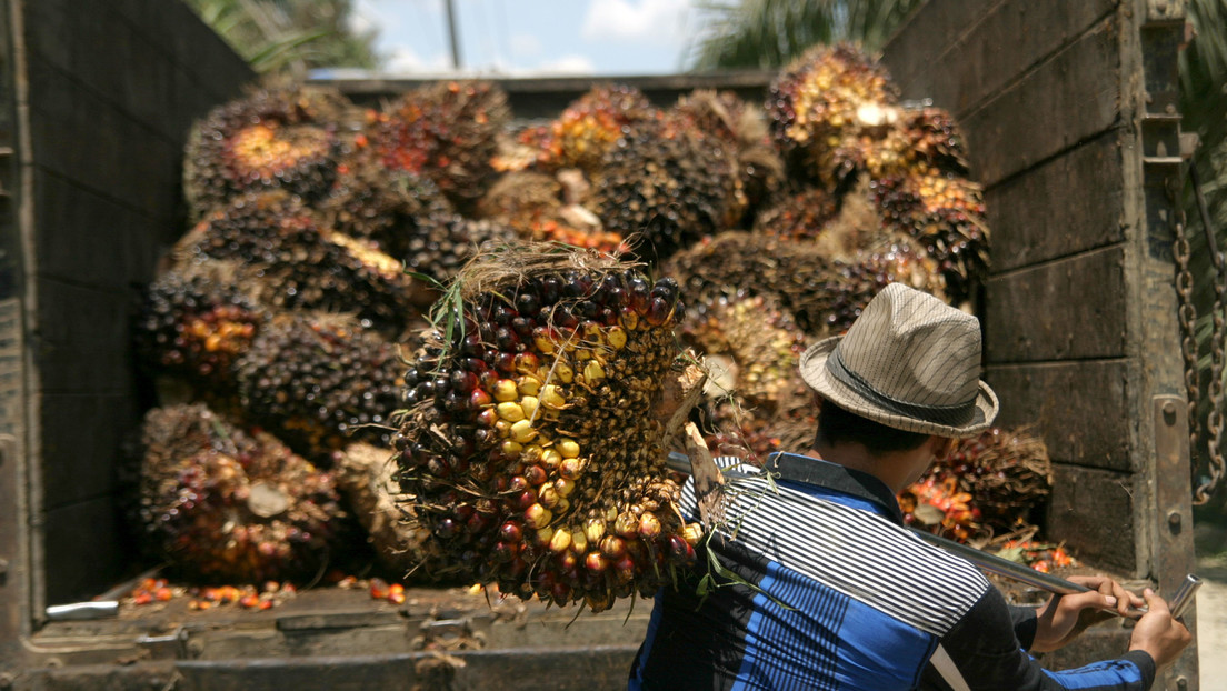 Indonesia prohíbe la exportación del aceite más consumido del mundo, ¿qué consecuencias tendrá para el resto de los países?