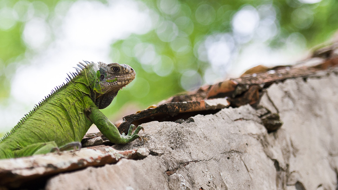 Una de cada cinco especies de reptiles podría desaparecer en un futuro cercano