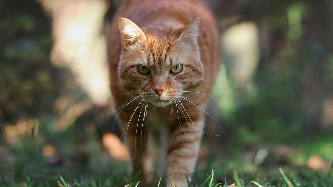 Alertan del "atentado ecológico silencioso" causado por cientos de gatos contra la fauna de la Sierra Oeste de Madrid
