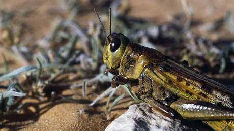 Enjambres de langostas del desierto invaden Etiopía y amenazan con agravar aun más la crisis alimentaria
