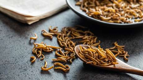 ¿Comer insectos molidos y carne cultivada en laboratorios?: Estas son las razones por las que deberías hacerlo, según un estudio