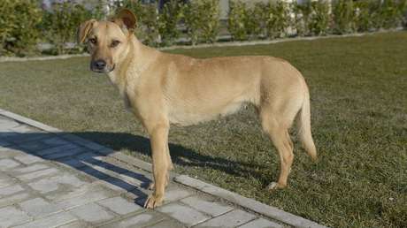 Eutanasia para perros callejeros: la polémica propuesta de un intendente argentino para frenar la superpoblación canina