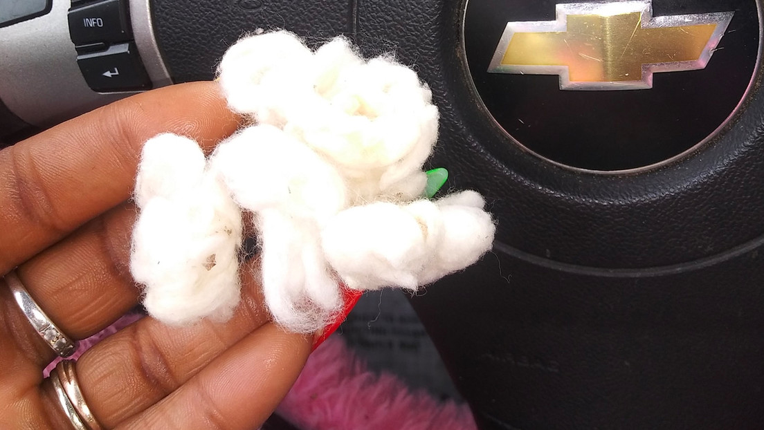 Investigan a un profesor de Nueva York que obligó a estudiantes afroamericanos a recoger algodón durante una lección sobre la esclavitud