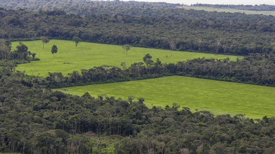 Récord histórico en deforestación: la Amazonía brasileña perdió más de 1.000 kilómetros cuadrados de árboles solo en abril