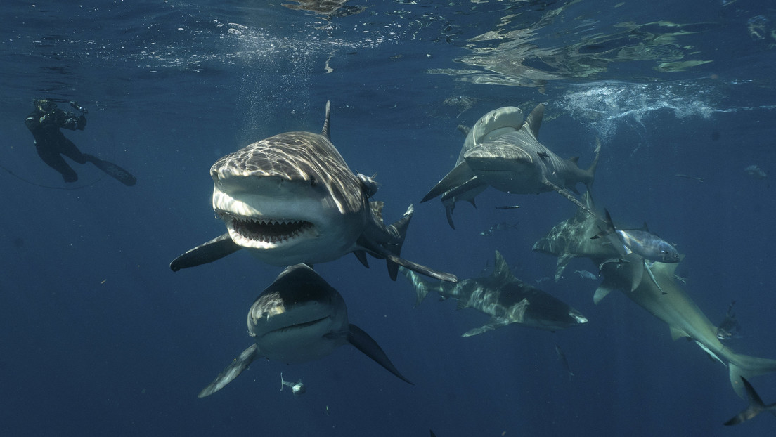 Florida advierte a los bañistas con imágenes de decenas de tiburones cerca de su costa (VIDEO)