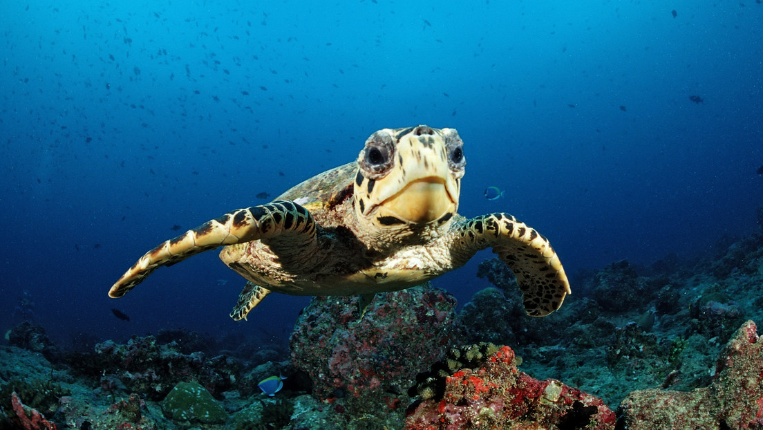 Estudio desmiente que las tortugas marinas tengan un buen sentido de orientación en sus rutas de migración