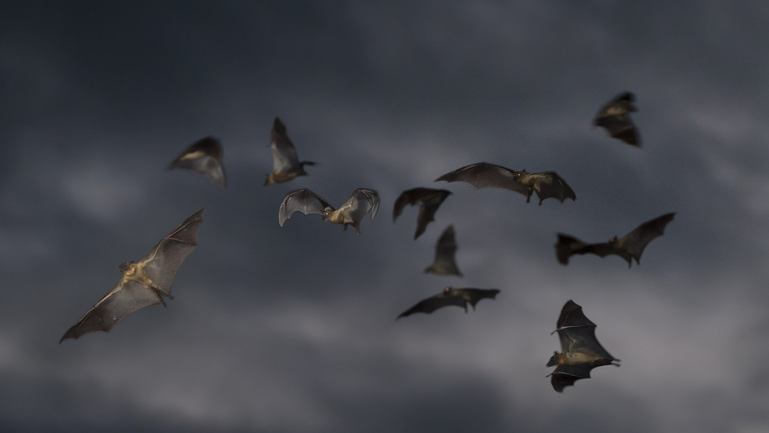 VIDEO: Descubren que murciélagos imitan el zumbido de avispones para evitar ser comidos por búhos