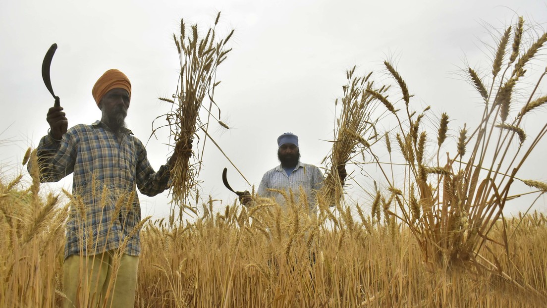 Los precios del trigo suben casi 6 % después que la India impusiera la prohibición de exportarlo