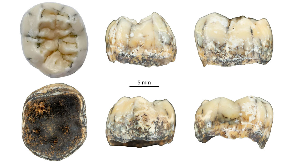 Pieza dental hallada en Laos perteneciente a un denisovano.
