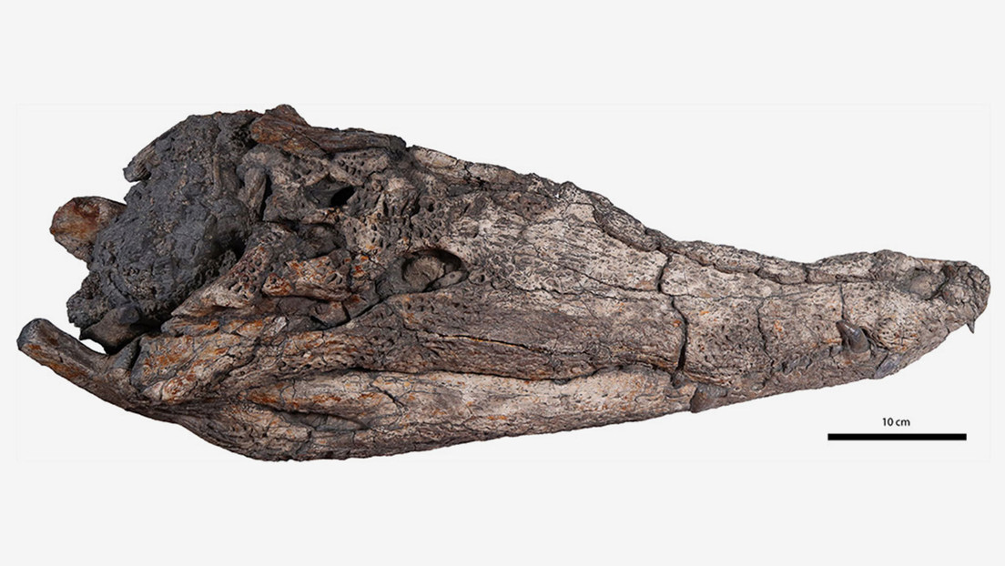 Descubren una nueva especie de cocodrilo primitivo que habitó en Asia hace 39 millones de años