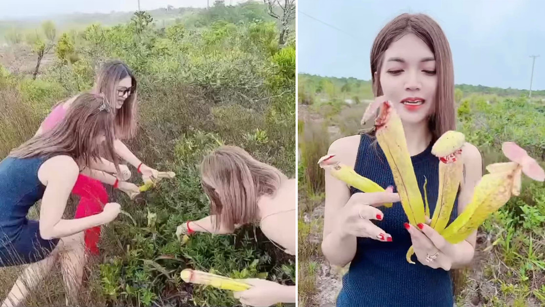 3 mujeres arrancan unas plantas, burlándose de su forma fálica en un video viral, y el Gobierno advierte que es una especie en peligro de extinción