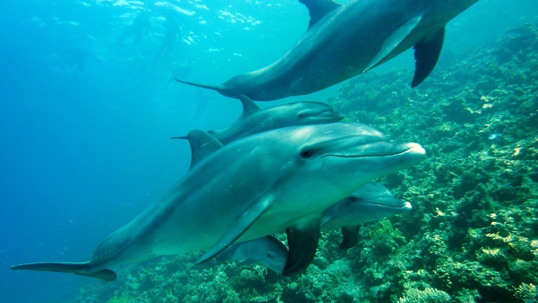 Descubren que los delfines pueden automedicarse y que así es como curan las infecciones de su piel (VIDEO)