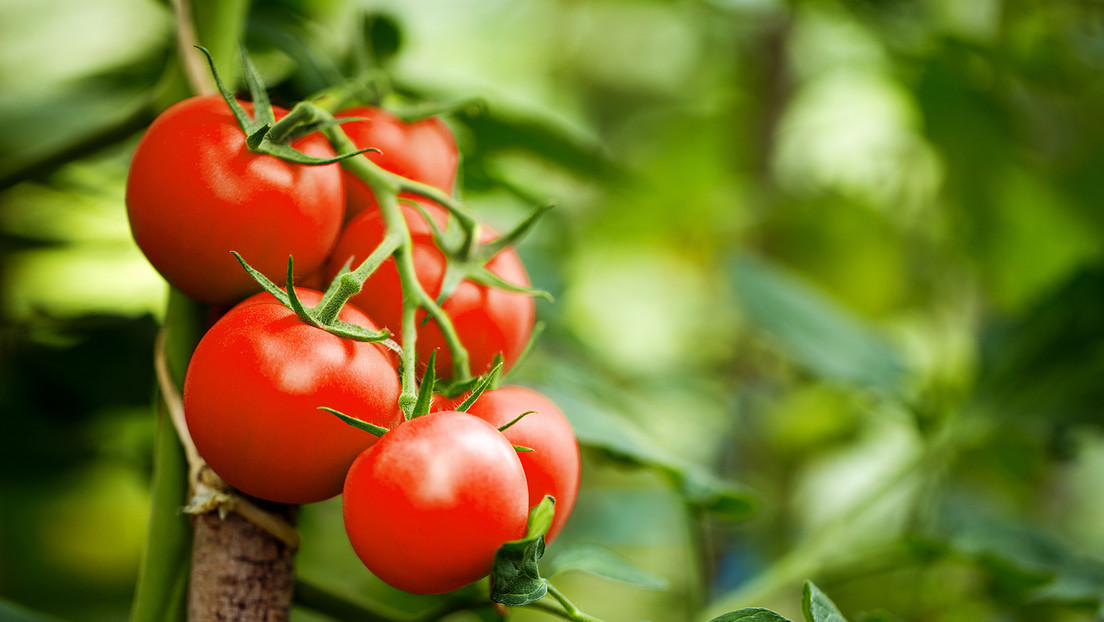 Crean tomates modificados genéticamente para que produzcan tanta vitamina D como dos huevos
