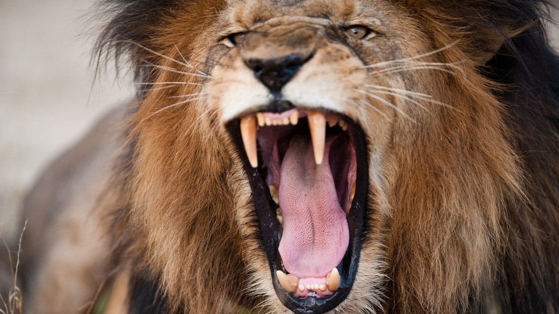 VIDEO: Un ciudador de un zoológico provoca a un león para impresionar a los visitantes y pierde un dedo