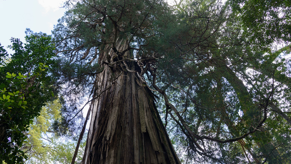 El Alerce milenario de Chile podría ser el árbol más antiguo del mundo con más de 5.000 años