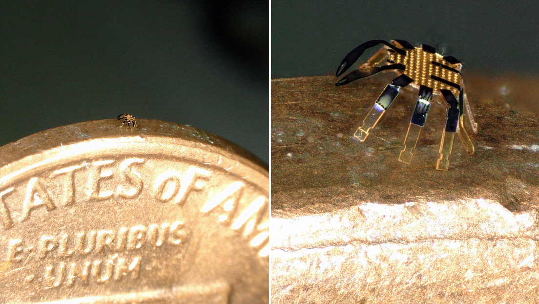Este diminuto cangrejo es el robot andante a control remoto más pequeño del mundo