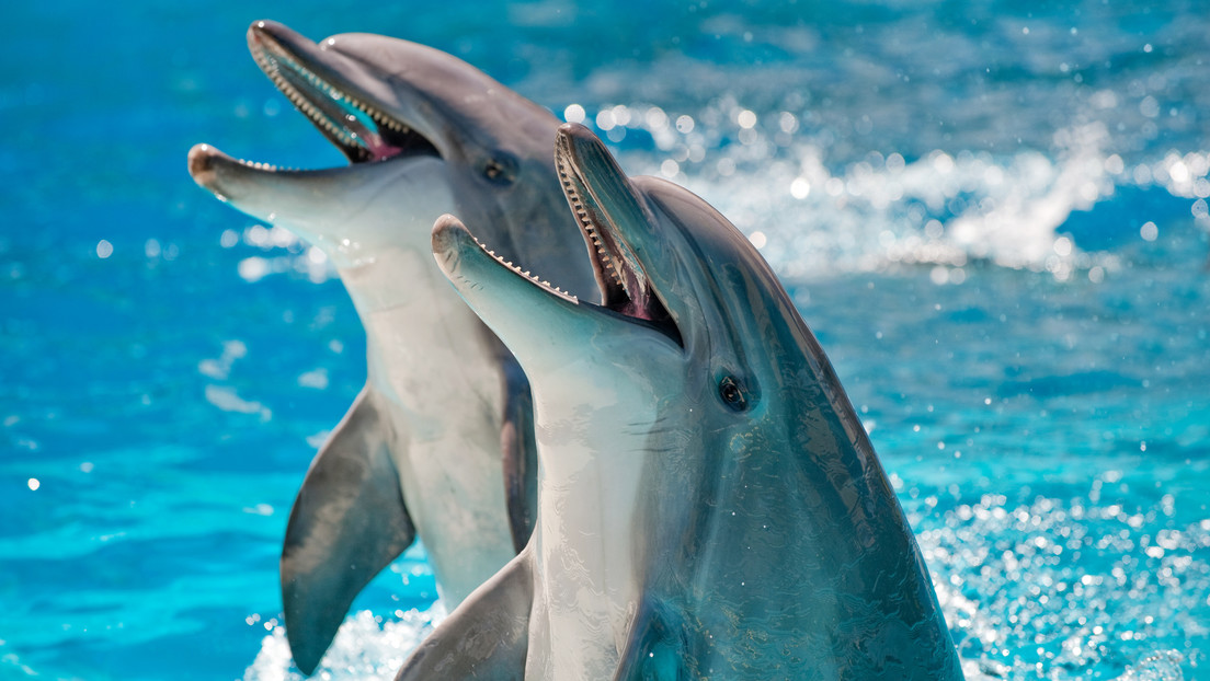 Los delfines tienen 'acentos' regionales: sus silbidos dependen de su hábitat local
