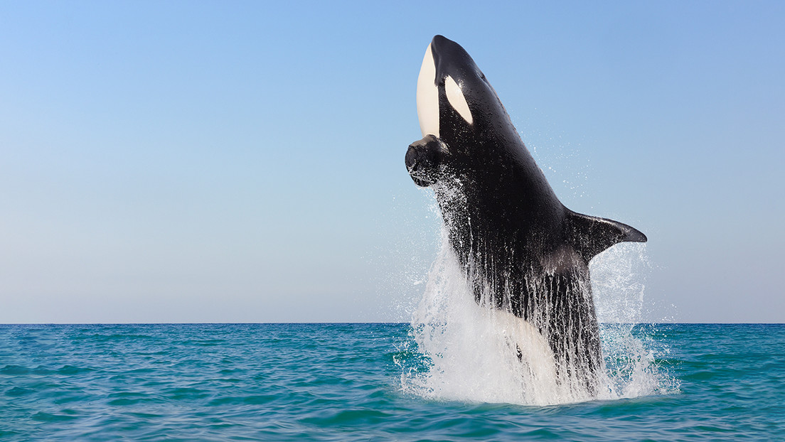 Científicos planean salvar a una orca perdida en el río Sena de Francia guiándola con sonidos desde un dron