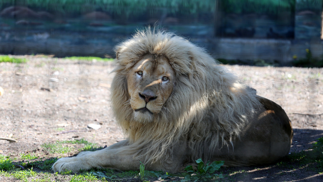 ¿Corte de melena retro?: el peculiar estilo de un león blanco sorprende a los visitantes de un zoo en China