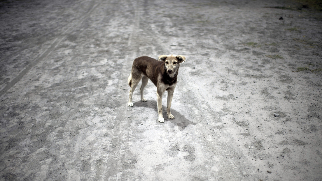 El conductor de un vehículo podría pagar una multa de más de 4.000 dólares por atropellar deliberadamente a un perro en Ecuador