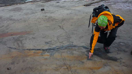 Extraen de la Patagonia chilena el fósil de una ictiosaurio preñada único en su tipo