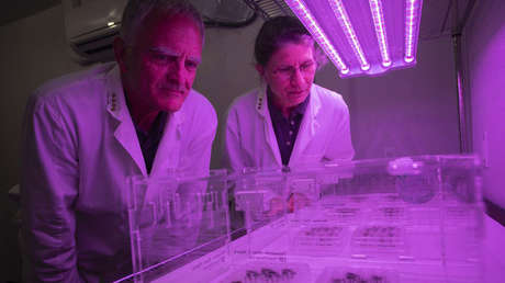 "La vida no se limita a la Tierra": Científicos logran cultivar semillas en suelo lunar por primera vez