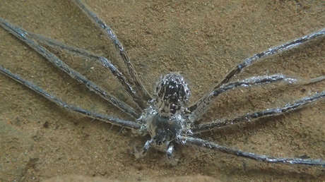 Científicos descubren que una araña tropical crea burbujas de aire sobre su cuerpo para esconderse bajo el agua durante media hora