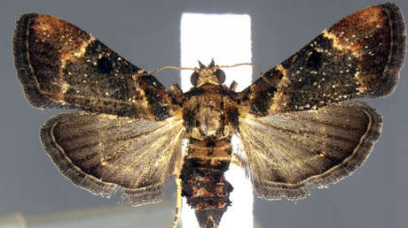 Descubren en el equipaje de un viajero en EE.UU. huevos de una especie de polilla que no había sido vista en más de un siglo