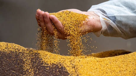 La escasez de mostaza deja los estantes vacíos en Francia: ¿a qué se debe?