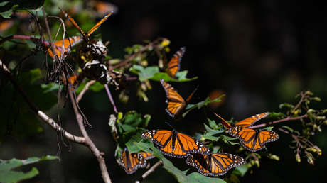 Las mariposas monarca se adaptan a los cambios climáticos durante su hibernación anual en México