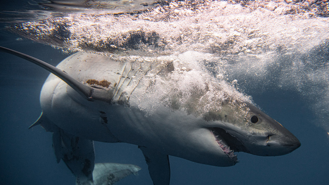 Descubren que el gran tiburón blanco pudo ser el responsable de la extinción del megalodón