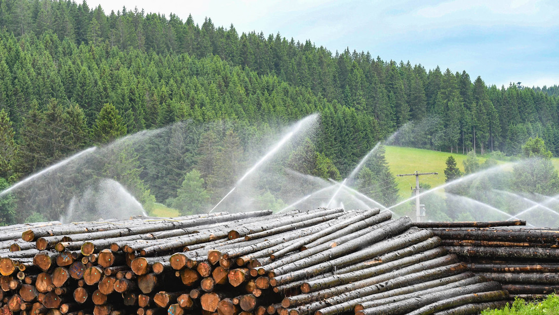 Lituania se enfrenta a un déficit de madera debido a las sanciones contra Rusia