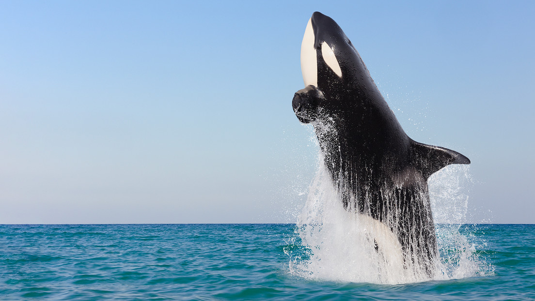 Un grupo de orcas ataca a un velero con dos tripulantes frente a las costas de España