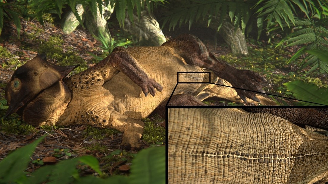 Descubren la primera evidencia de que los dinosaurios tenían una especie de ombligo
