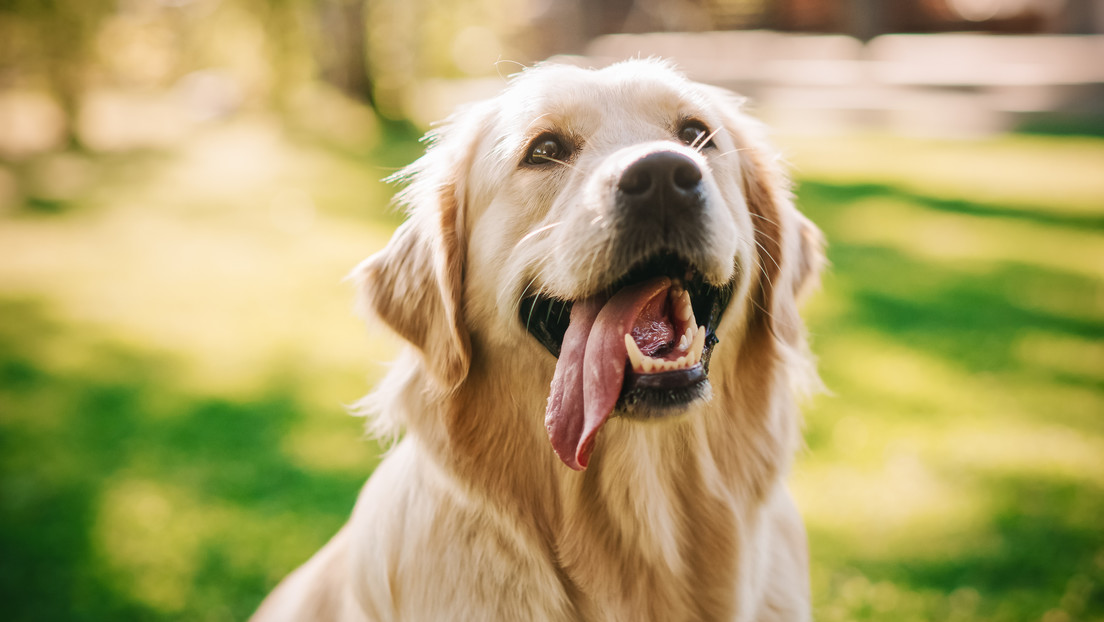 Dos mutaciones genéticas explican por qué los perros son amigos de las personas, según un nuevo estudio