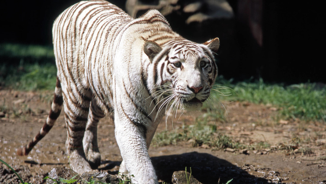 Muere el cuidador de un tigre de Bengala en un zoológico de México tras ser mordido en un brazo cuando acariciaba al animal