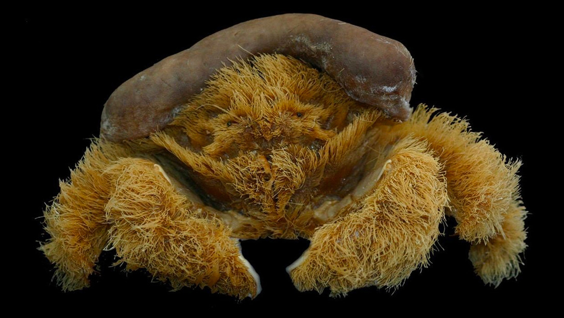 Descubren una nueva especie de 'cangrejo esponja' en Australia