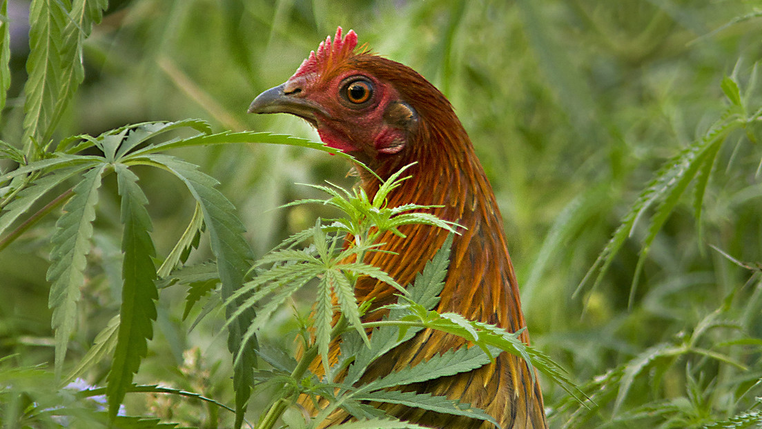Una granja tailandesa agrega cannabis en la alimentación de sus pollos en lugar de antibióticos