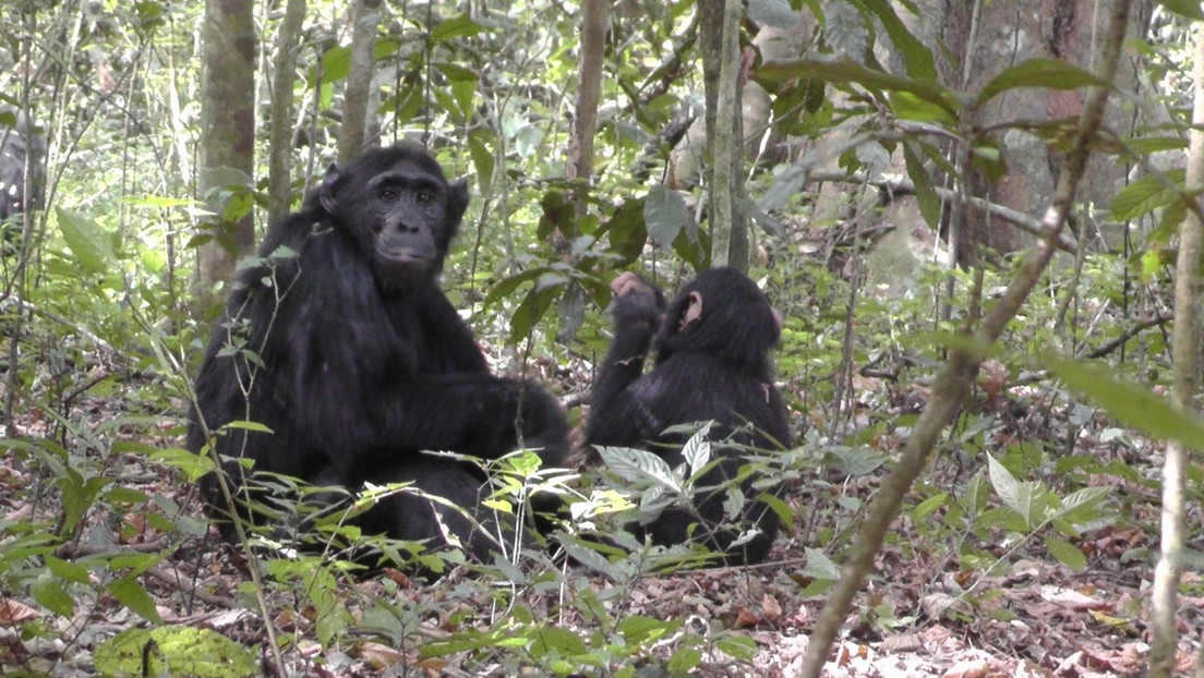Documentan por primera vez a una banda de chimpancés cavando pozos de agua en una selva tropical (VIDEO)