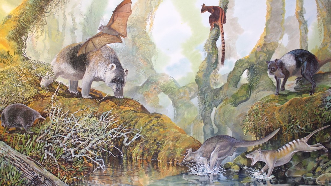 Identifican como una nueva especie un canguro gigante que vivió solo en Papúa Nueva Guinea hace 50.000 años