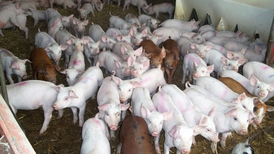 Alertan sobre una cepa de estafilococo resistente a los antibióticos que surgió en cerdos y puede transmitirse a los humanos