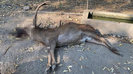 "Les tiraron sin piedad como si fueran parte de la imparable delincuencia organizada": Una balacera deja dos animales muertos en un zoo en México