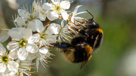 Jueces en EE.UU. determinan que los abejorros son legalmente peces en el estado de California