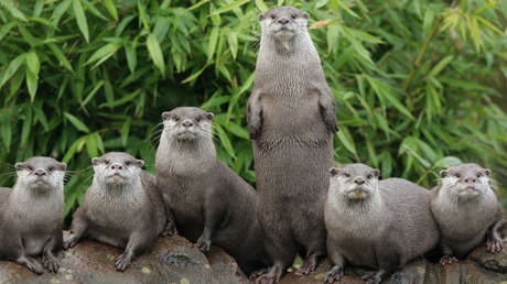 Las nutrias tienen la capacidad de aprender entre ellas y de resolver acertijos solas