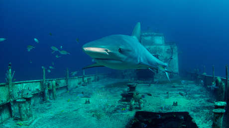 Científicos descubren que los barcos naufragados están cambiando la vida en las profundidades del océano