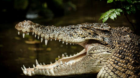 Video: El dueño de un pub en Australia repele el ataque de un cocodrilo con una sartén