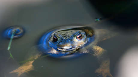 Un investigador descubre en Perú una nueva especie de sapo sin salir de su lugar de trabajo (y es la segunda vez que tiene tal suerte)