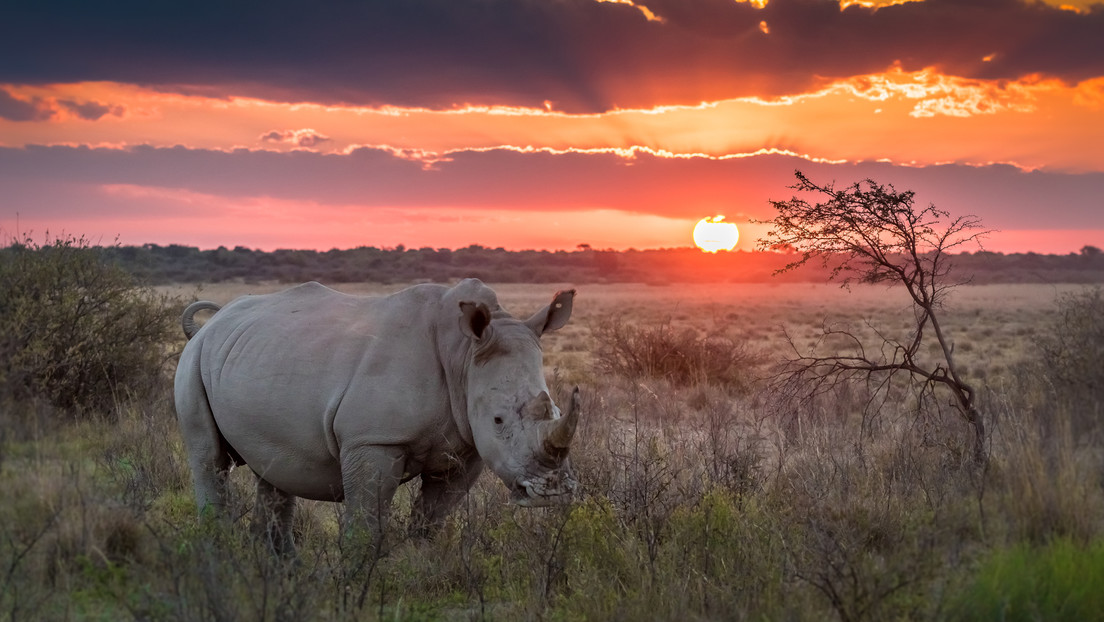 Los rinocerontes regresan a Mozambique 40 años después de desaparecer del territorio