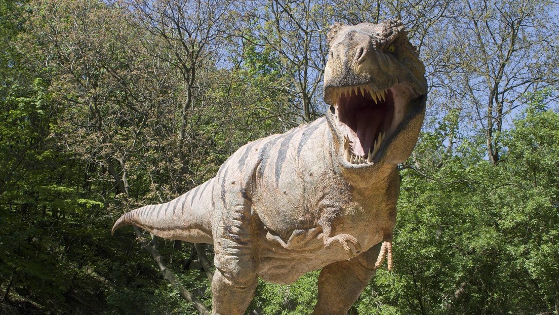 Describen una especie de dinosaurio descubierta en Argentina que arroja nueva luz sobre los diminutos brazos de los tiranosaurios