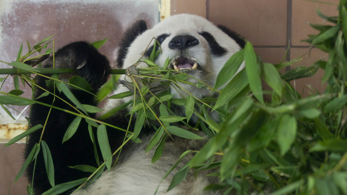 Adiós, Shuan Shuan: Fallece la panda gigante más longeva de México